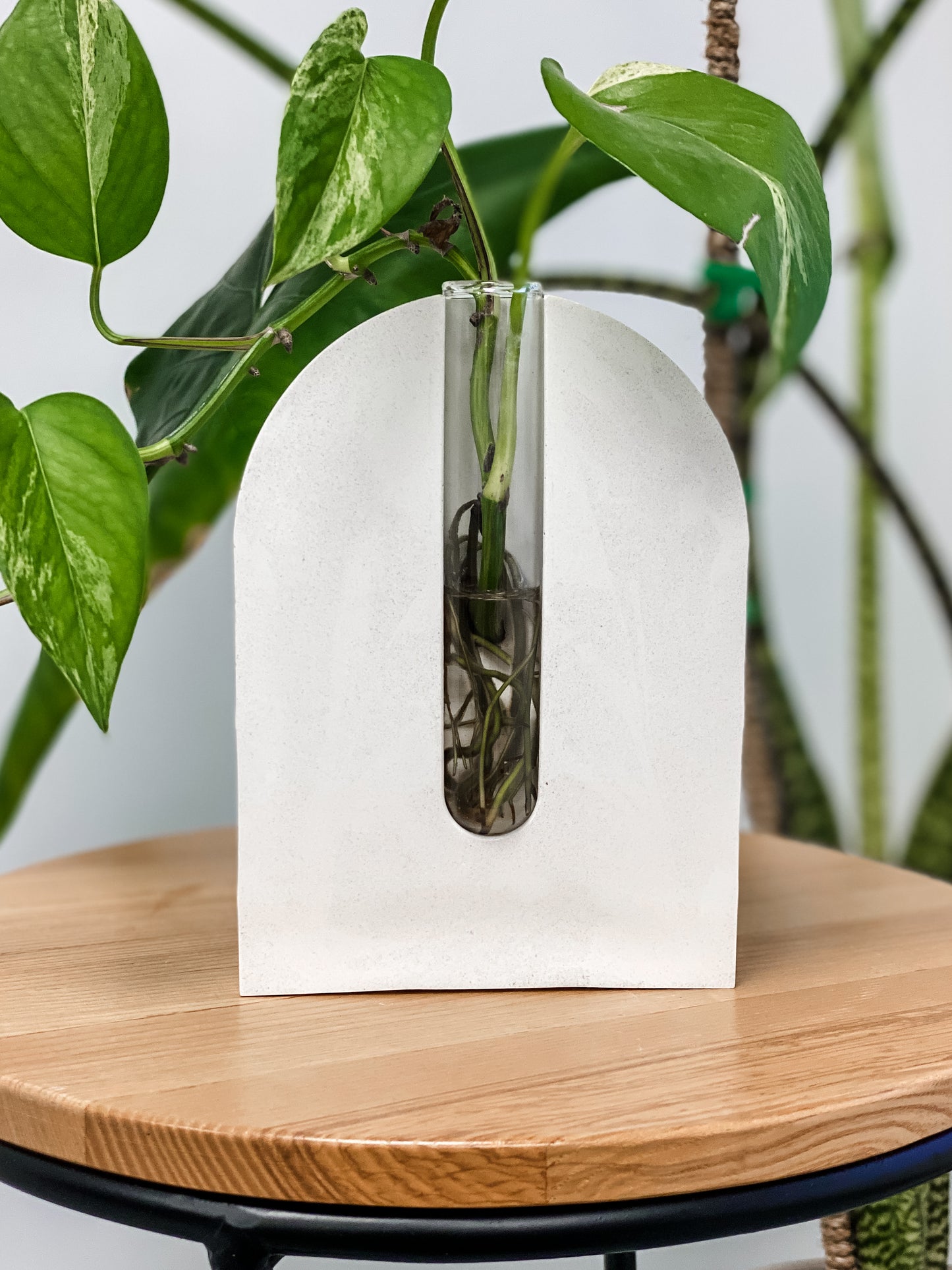 Arch Propagation Stand