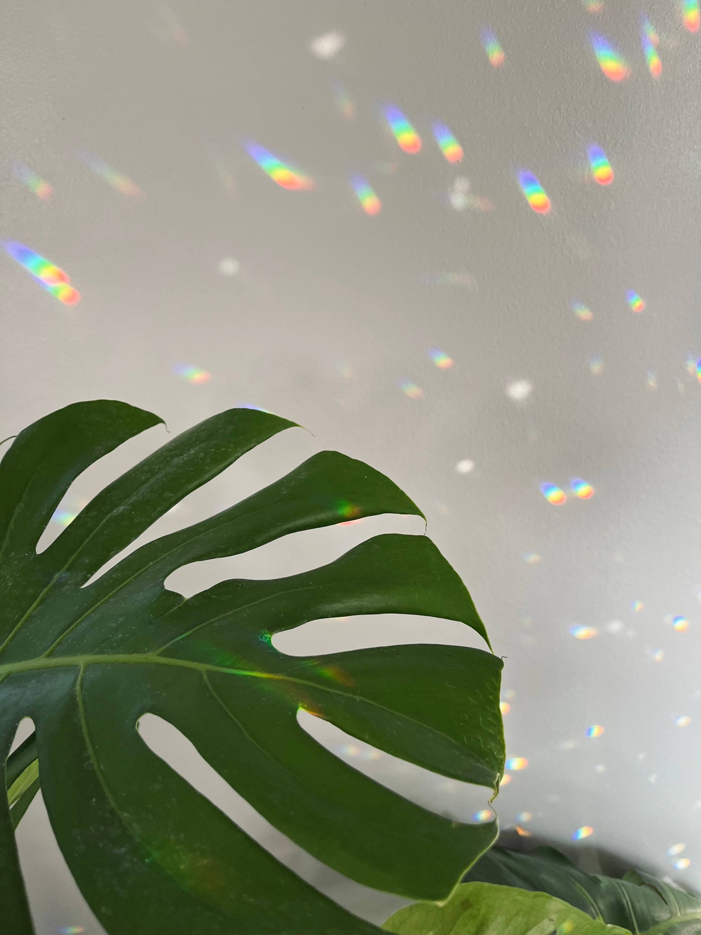 Plant Slips