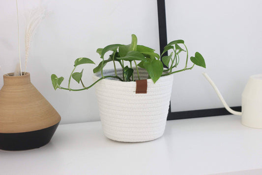 Off White Cotton Rope Plant Basket with Leather Accent