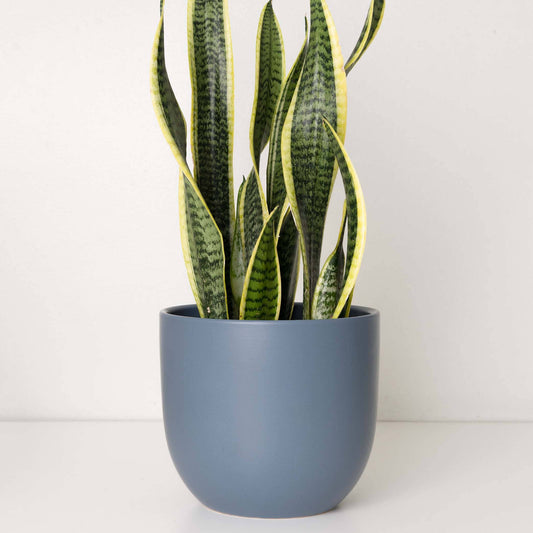 Contour Ceramic Planter - Indigo Blue