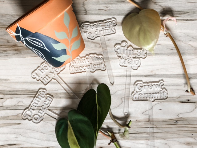Plant/Slip Swap + Pot Painting 04|07 1:00PM