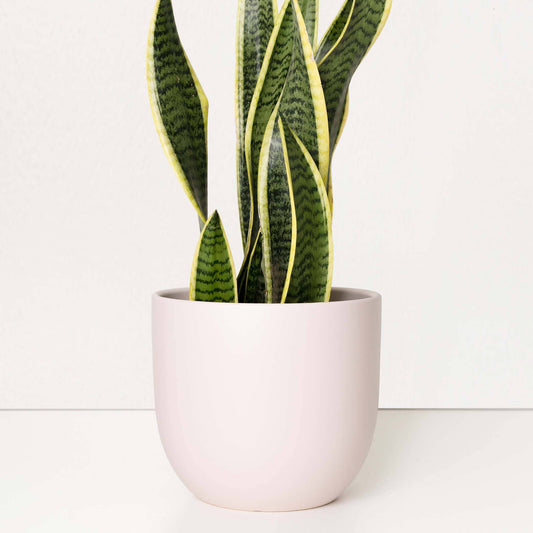 Contour Ceramic Planter - Soft Pink